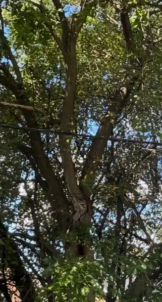 Tree Removal | Pruning | Fully Insured | (416) 206-1460 in Lawn, Tree Maintenance & Eavestrough in City of Toronto - Image 9
