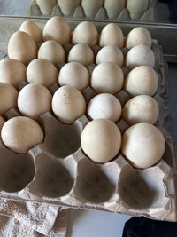 Peking Duck Fertilized Eggs $10/dozen for hatching 