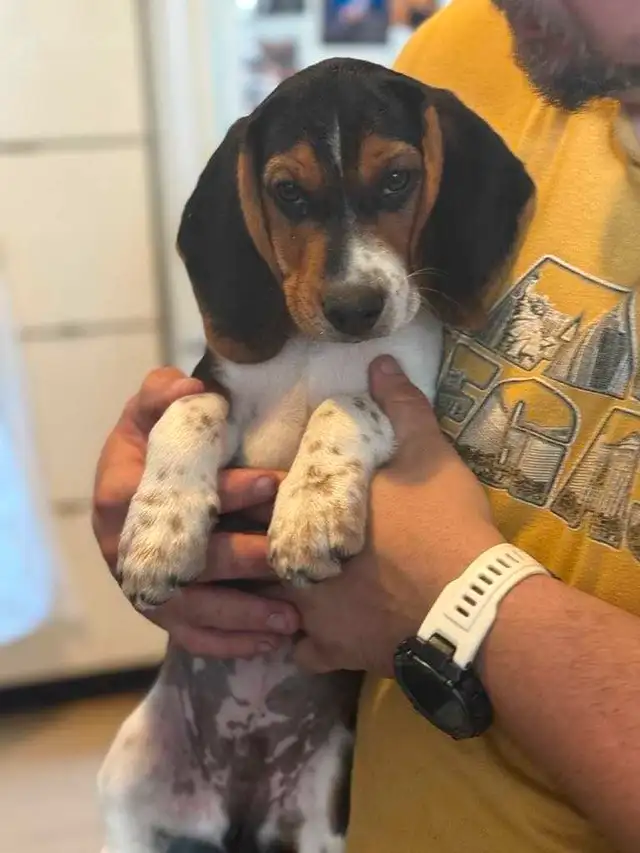 chiots Beagal Puppies in Dogs & Puppies for Rehoming in Gatineau - Image 5