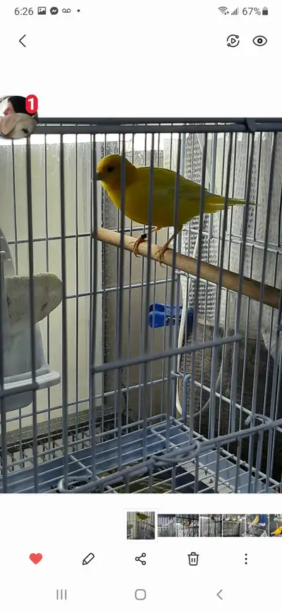 Canaries  for sale, View more