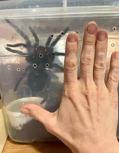 Tarantula M/F pair TRADE for Hognose snake, View more