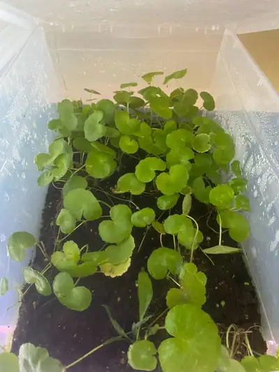 PENNYWORT AQUARIUM PLANT, View more