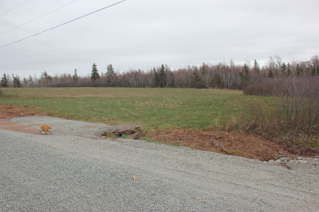 Northshore of NS - 28 acres field & forest in Land for Sale in Truro