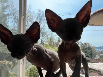 Home-Based Business Opportunity - SphynX breeder retiring, View more