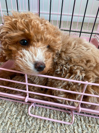 Pure breed Poodle rehome