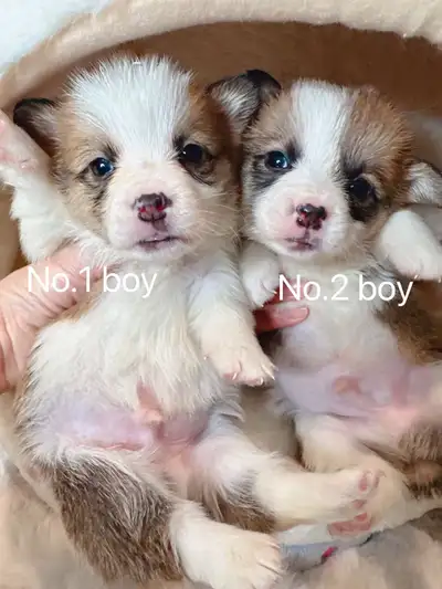 Boy #1 - $1099 available Boy #2- $999 available Girl #3 -$999 available Girl #4 - $999 available Gir...