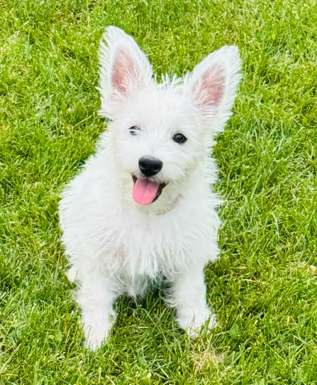 Westie (100 %West Highland terrier) in Dogs & Puppies for Rehoming in Lanaudière - Image 6