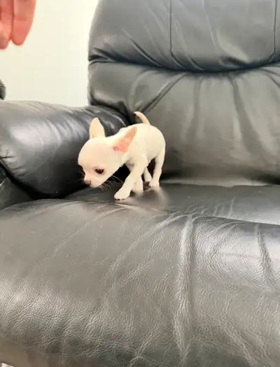 ✨ Magnifiques chiots Chihuahua Applehead issus de parents de haute qualité et testés pour la santé....