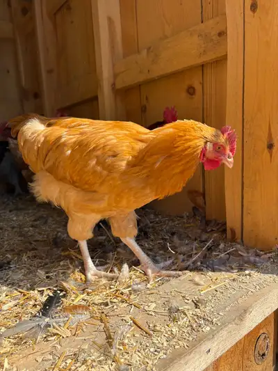 Buff Orpington rooster , View more