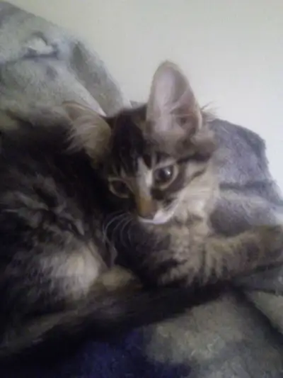 chaton a vendre male, View more