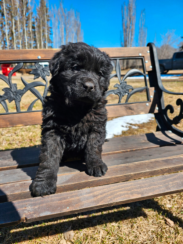 Newfoundlander pups ready for their forever home May 4th. in Dogs & Puppies for Rehoming in Saskatoon - Image 2