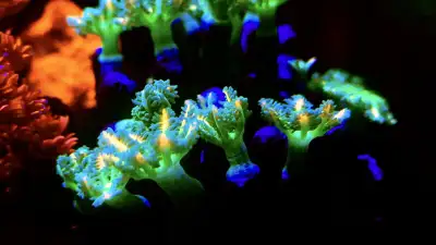 Price per polyp These are first seen colours. Not your regular cloves. Tag: coral, Frags