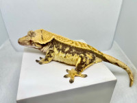 High-end female crested geckos from good lineage. 