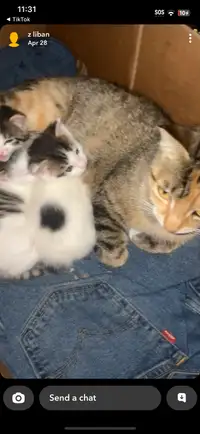 Kittens for Sale! (3)