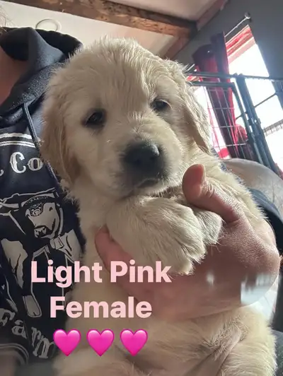 golden retriever pups ready March 11, View more