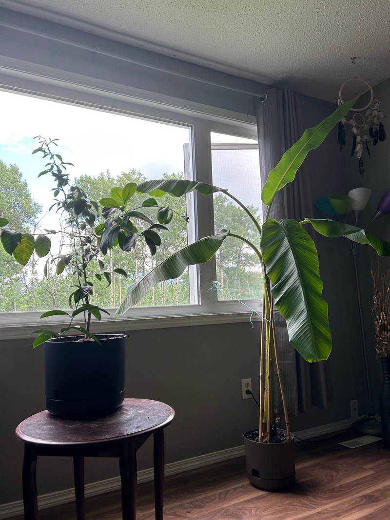 ISO Advanced Gardner for Tropical food plants GRANDE CACHE Plants