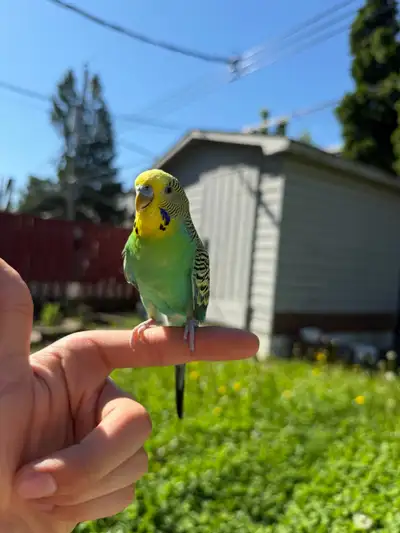 Perruche ondulé avec cage / Budgie with cage, View more