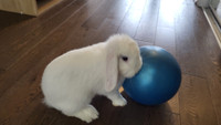 Blue eyed white Holland lop - 6 months old for sale
