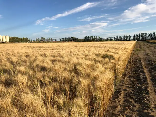 GoldNet Durum Seed - Certified Seed in Other in Lethbridge - Image 3