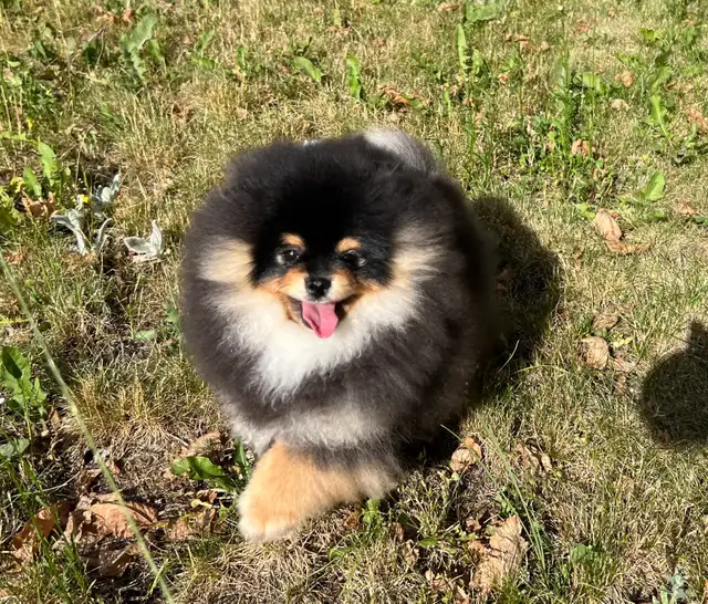 Tiny Teddy Bear Pomeranian Boy in Dogs & Puppies for Rehoming in Vernon - Image 8