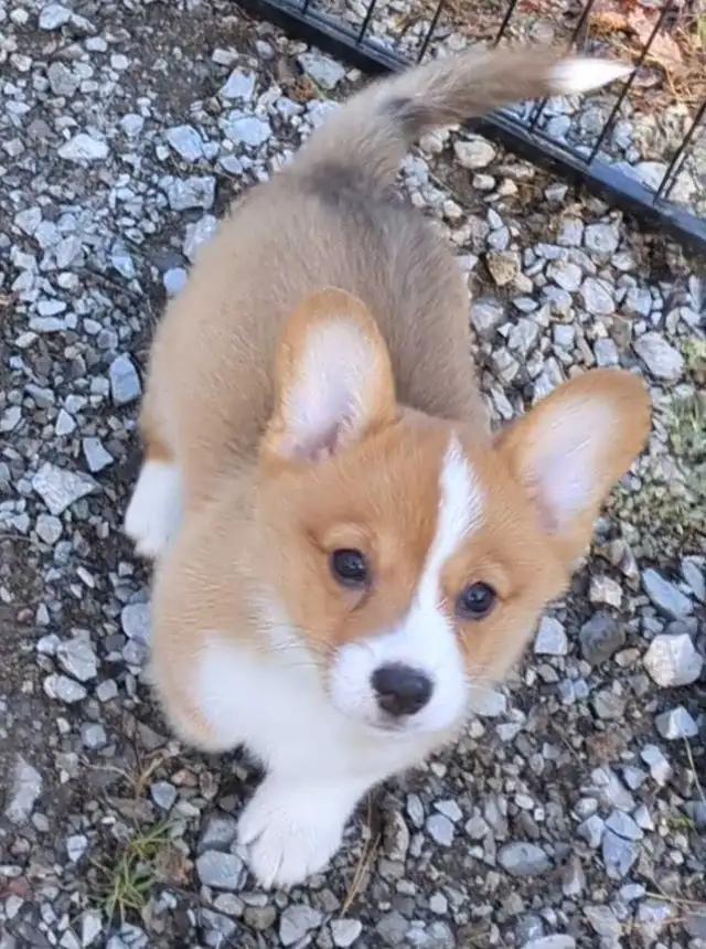 Pembroke Welsh Corgi Puppies in Dogs & Puppies for Rehoming in Kawartha Lakes - Image 5