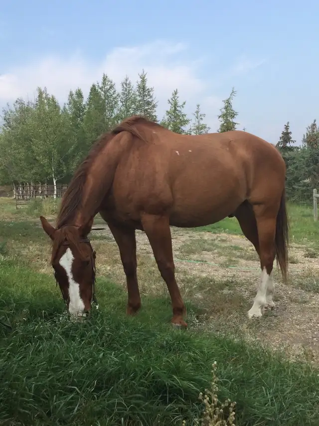 Quarter Horse  in Horses & Ponies for Rehoming in Grande Prairie - Image 2