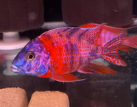 New Shipment lots of new Cichlids  fish  in stock! 
