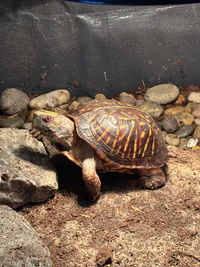 male ornate box turtle, View more