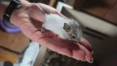 Bébés dégus piebald - Exotique/NACS, View more