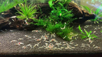 Aquarium Crystal red shrimp (high grade) $3.34 - $5