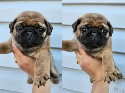 Pug Puppies Ready To Go JULY 30TH, View more