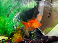 Two gold fish looking for new home Cochrane pick up