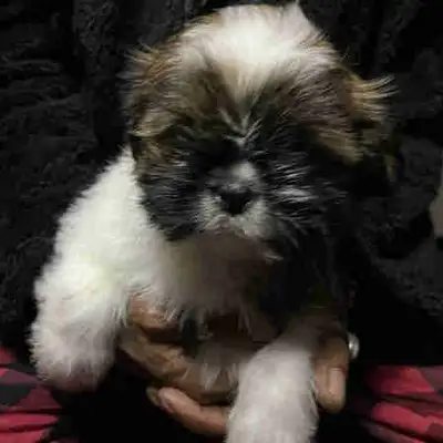 Shih tzu Puppies❤️, View more