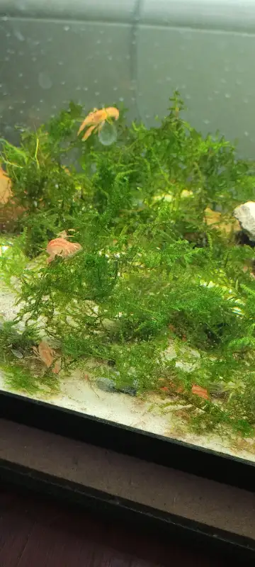 Mini Orange Dwarf Crayfish for SALE! in Fish for Rehoming in Woodstock - Image 3