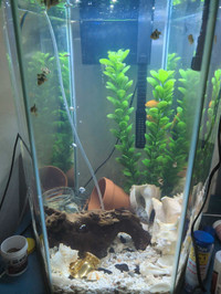 20 gal fish tank with fish