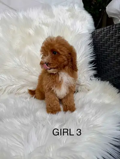 MINI  Cavapoo F2B ( ONLY 1 GIRL), View more