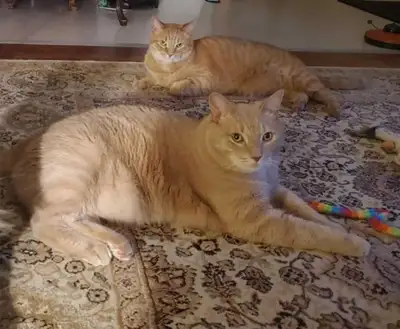 Free to a good home, View more