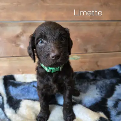 Bébé chien labradoodle, View more