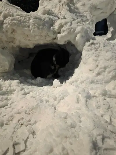 Nous devons nous separe de notre petit lapin nain noir mal de bientot de 2 ans et demie (photos a ve...
