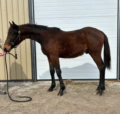 2025 Warmblood yearlings , View more