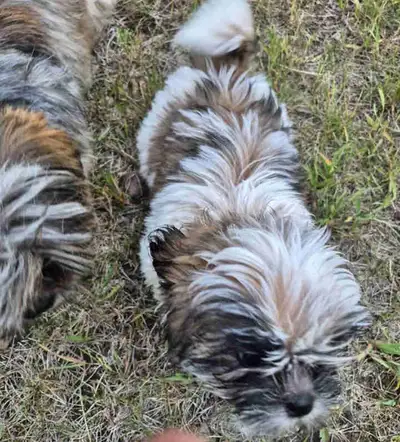 Beautiful Baby Shihtzu boy is looking for his new home. He loves children and even gets along with c...