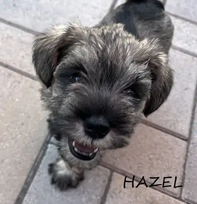 Ready next week - Miniature Schnauzer puppies, View more
