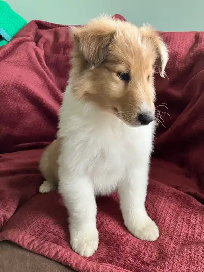 Prairie Rough Collies has beautiful Rough Collie puppies available from our sweet pair Rosie & Doug....