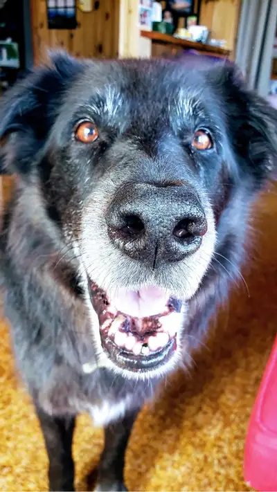 Going on holiday? Let me take care of your fur family member. I have owned dogs for 36 years. I have...