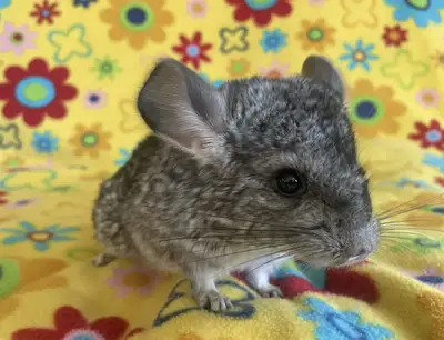 Young Chinchillas for sale , View more