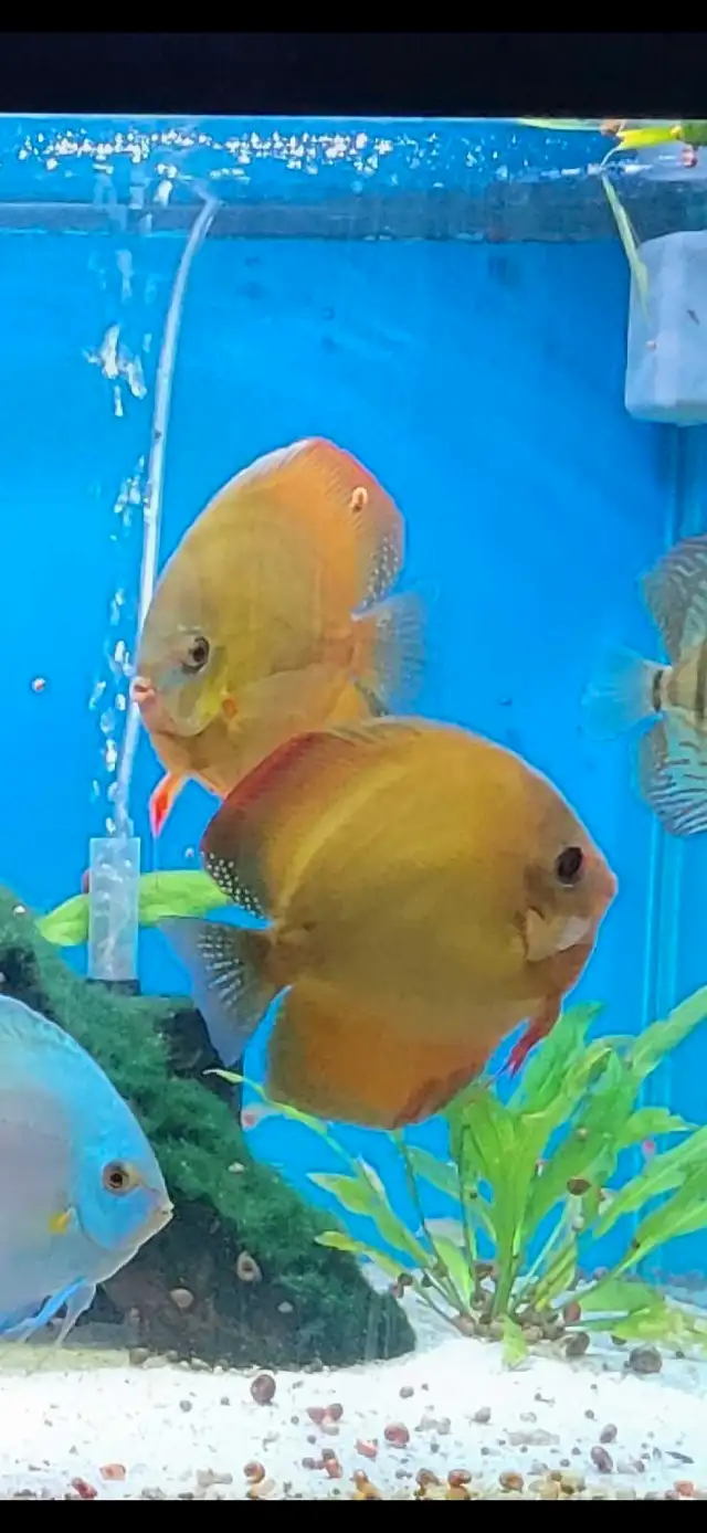 Red Rose Discus in Fish for Rehoming in Stratford - Image 2