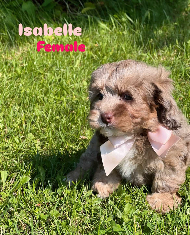 mini poodle x shihtzu puppies  in Dogs & Puppies for Rehoming in Ottawa - Image 2