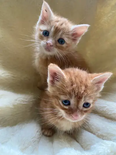 Cute kittens for rehoming, View more