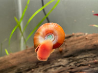 Ramshorn snail to sell