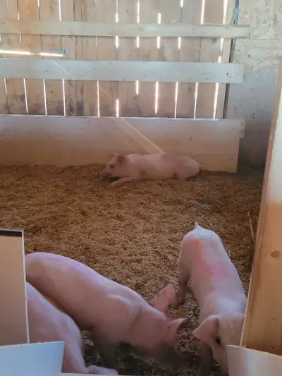 Want farm hand exchange accommodation